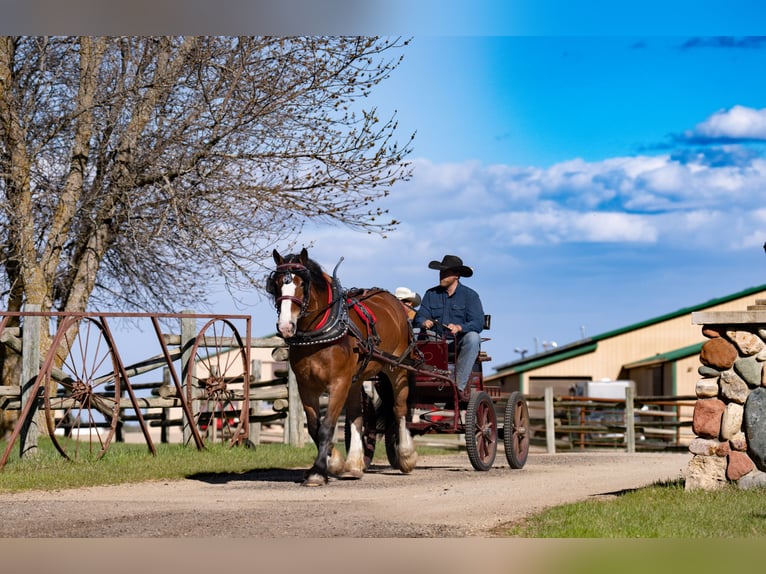 Percherón Mestizo Caballo castrado 9 años Castaño rojizo in Nevis