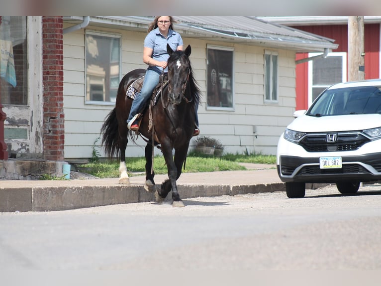 Percherón Mestizo Caballo castrado 9 años Negro in Plano