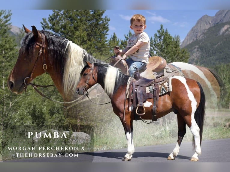 Percheron Mix Castrone 10 Anni 152 cm Baio ciliegia in Fort Collins, CO