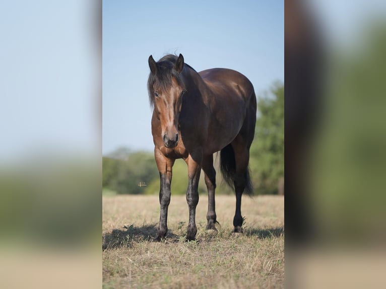 Percheron Castrone 10 Anni 157 cm Baio ciliegia in Casa Grande AZ