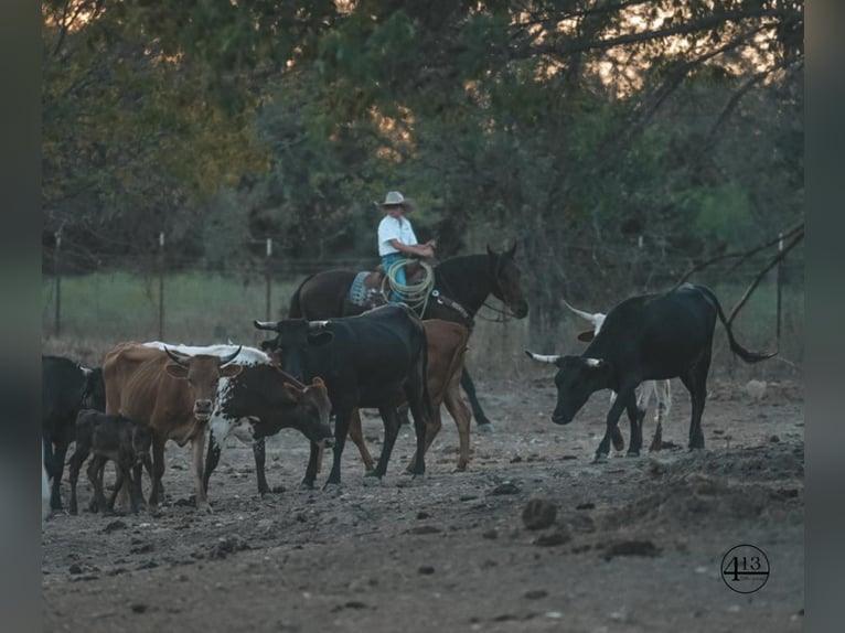 Percheron Castrone 10 Anni 157 cm Baio ciliegia in Casa Grande AZ