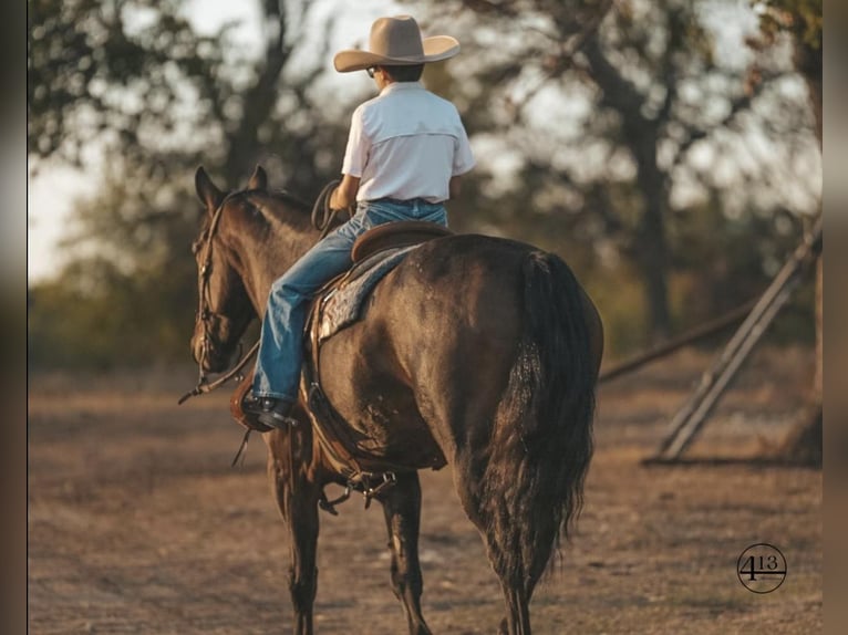 Percheron Castrone 10 Anni 157 cm Baio ciliegia in Casa Grande AZ