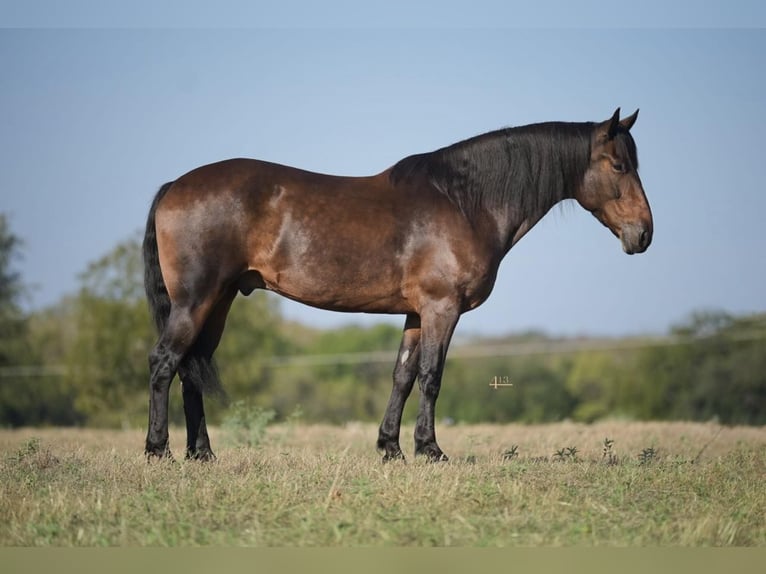 Percheron Castrone 10 Anni 157 cm Baio ciliegia in Casa Grande AZ