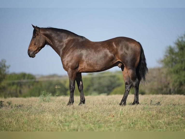 Percheron Castrone 10 Anni 157 cm Baio ciliegia in Casa Grande AZ