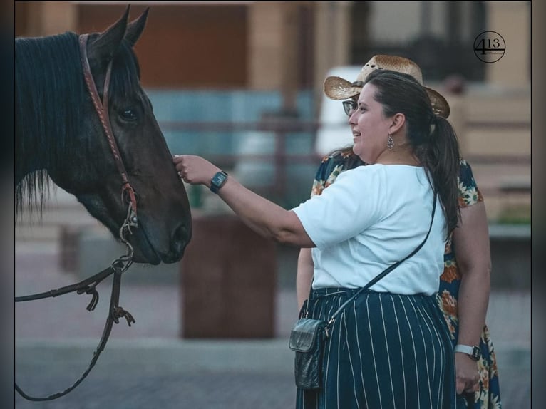 Percheron Castrone 10 Anni 157 cm Baio ciliegia in Casa Grande AZ