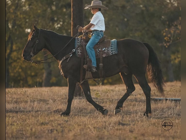 Percheron Castrone 10 Anni 157 cm Baio ciliegia in Casa Grande AZ