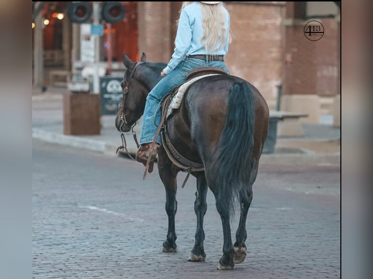 Percheron Castrone 10 Anni 157 cm Baio ciliegia in Casa Grande AZ