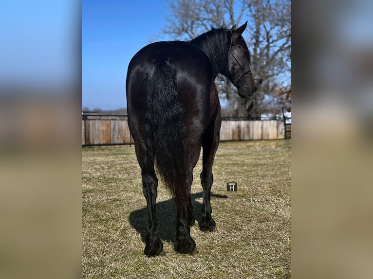 Percheron Castrone 10 Anni 160 cm Morello in Jacksboro TX