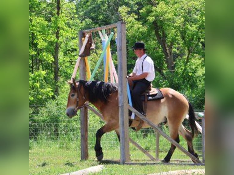 Percheron Mix Castrone 10 Anni 163 cm Baio ciliegia in Howell