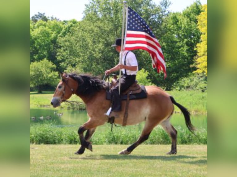 Percheron Mix Castrone 10 Anni 163 cm Baio ciliegia in Howell