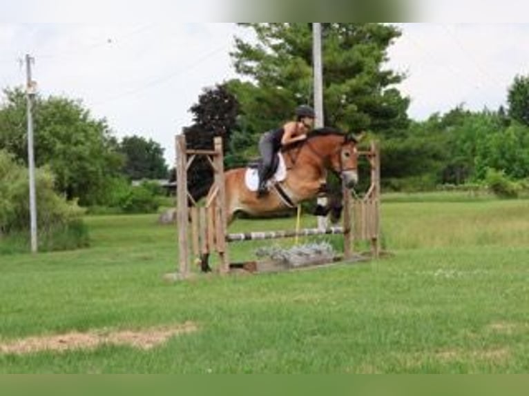 Percheron Mix Castrone 10 Anni 163 cm Baio ciliegia in Howell