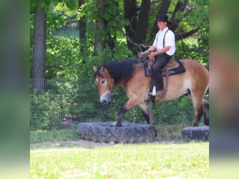 Percheron Mix Castrone 10 Anni 163 cm Baio ciliegia in Howell
