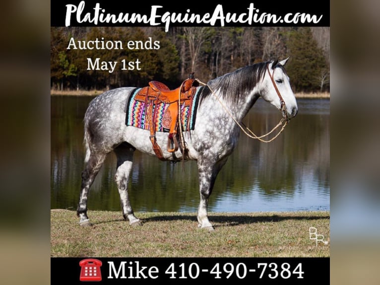 Percheron Castrone 10 Anni 163 cm Grigio pezzato in Mountain Grove MO