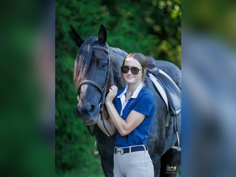 Percheron Mix Castrone 10 Anni 163 cm Roano blu in Auburn
