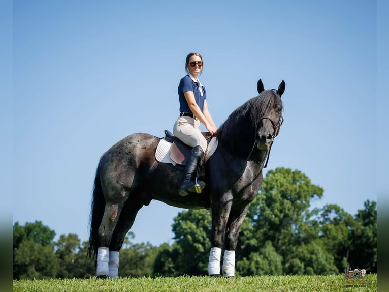 Percheron Mix Castrone 10 Anni 163 cm Roano blu in Auburn