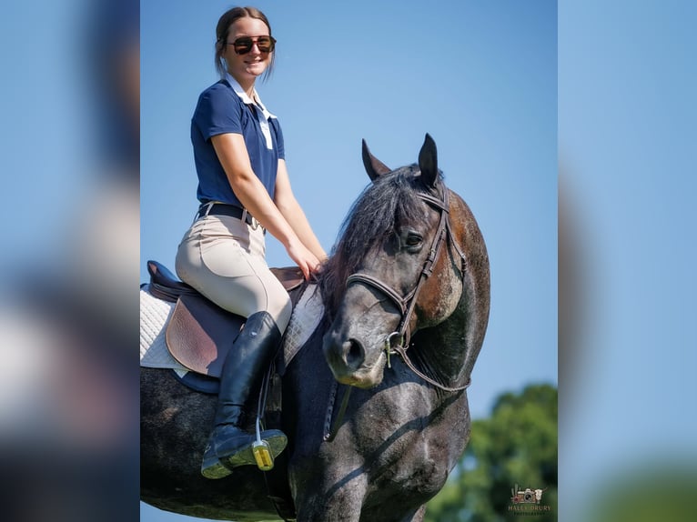 Percheron Mix Castrone 10 Anni 163 cm Roano blu in Auburn
