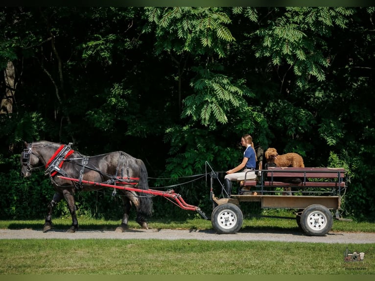 Percheron Mix Castrone 10 Anni 163 cm Roano blu in Auburn