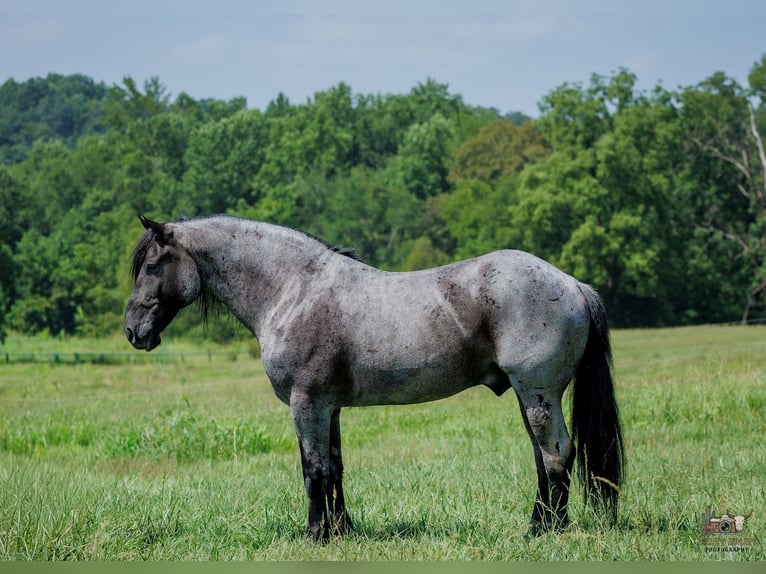 Percheron Mix Castrone 10 Anni 163 cm Roano blu in Auburn