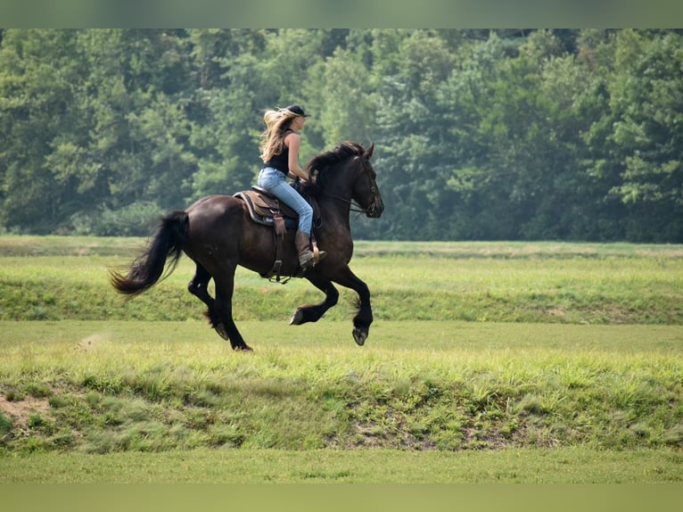 Percheron Mix Castrone 10 Anni 165 cm Morello in Rochester, MA