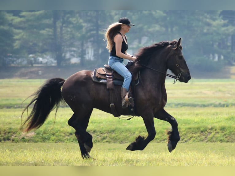 Percheron Mix Castrone 10 Anni 165 cm Morello in Rochester, MA
