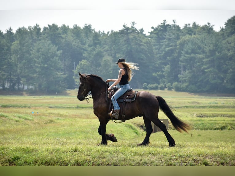Percheron Mix Castrone 10 Anni 165 cm Morello in Rochester, MA