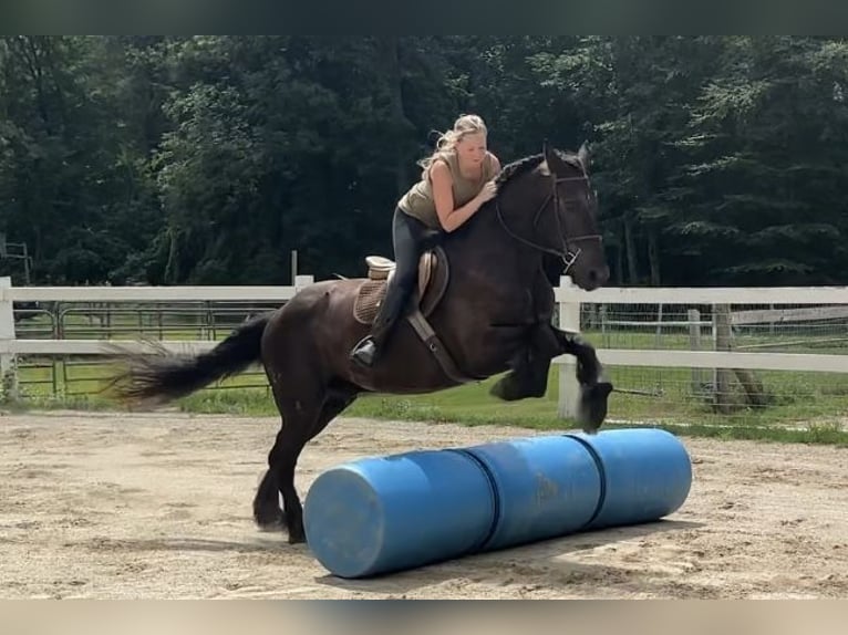 Percheron Mix Castrone 10 Anni 165 cm Morello in Rochester, MA