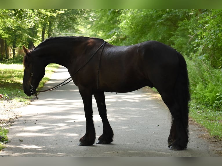 Percheron Mix Castrone 10 Anni 165 cm Morello in Rochester, MA