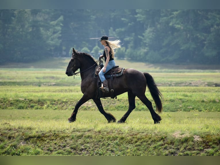 Percheron Mix Castrone 10 Anni 165 cm Morello in Rochester, MA