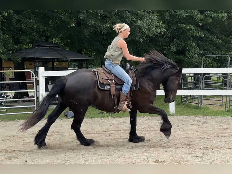 Percheron Mix Castrone 10 Anni 165 cm Morello in Rochester, MA