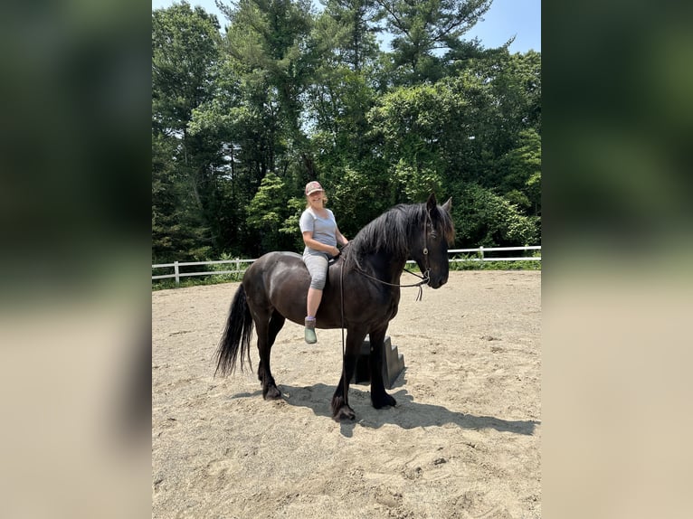 Percheron Mix Castrone 10 Anni 165 cm Morello in Rochester, MA