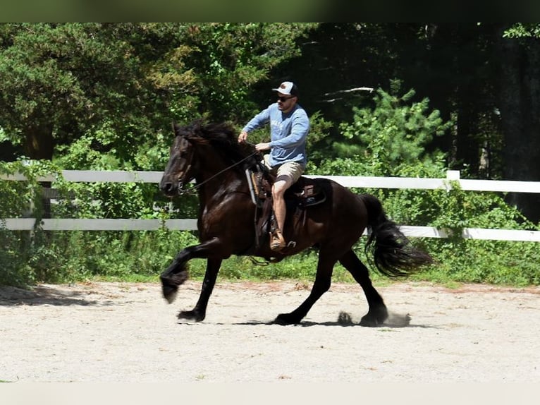 Percheron Mix Castrone 10 Anni 165 cm Morello in Rochester, MA