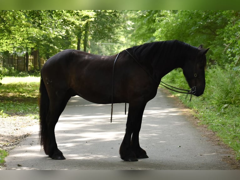 Percheron Mix Castrone 10 Anni 165 cm Morello in Rochester, MA