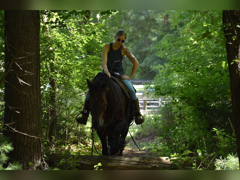 Percheron Mix Castrone 10 Anni 165 cm Morello in Rochester, MA
