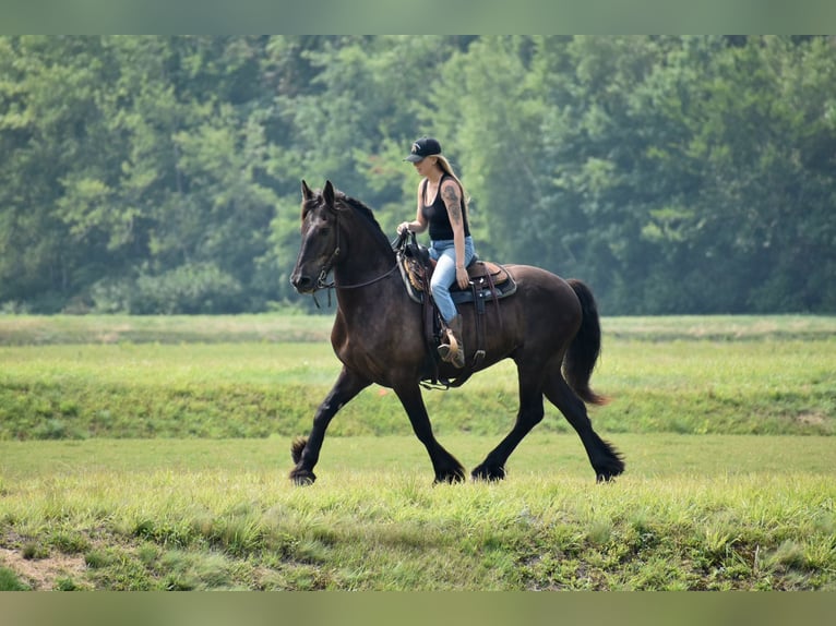 Percheron Mix Castrone 10 Anni 165 cm Morello in Rochester, MA