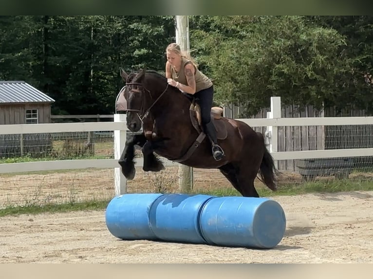 Percheron Mix Castrone 10 Anni 165 cm Morello in Rochester, MA
