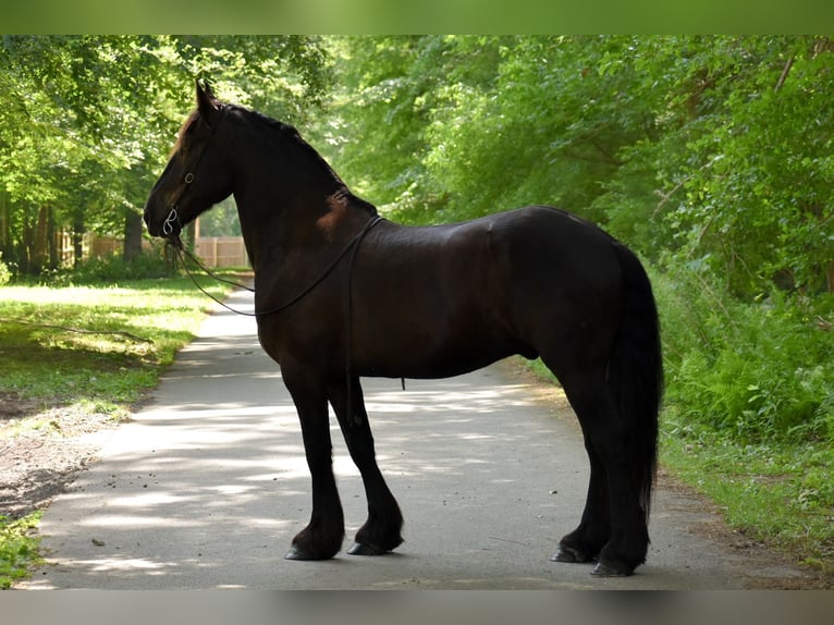 Percheron Mix Castrone 10 Anni 165 cm Morello in Rochester, MA