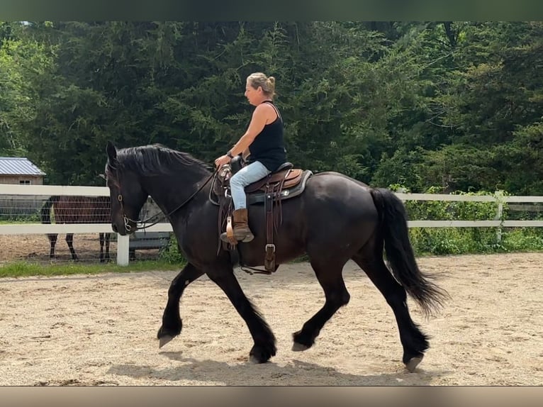 Percheron Mix Castrone 10 Anni 165 cm Morello in Rochester, MA