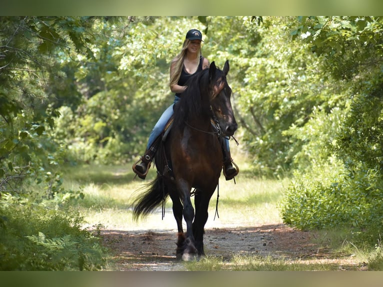 Percheron Mix Castrone 10 Anni 165 cm Morello in Rochester, MA