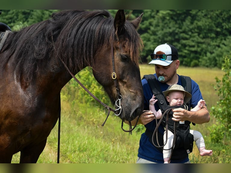 Percheron Mix Castrone 10 Anni 165 cm Morello in Rochester, MA