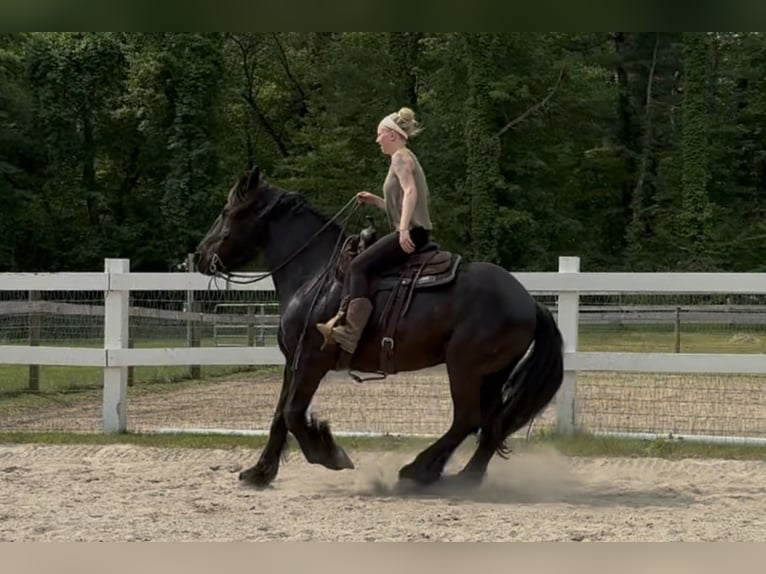 Percheron Mix Castrone 10 Anni 165 cm Morello in Rochester, MA