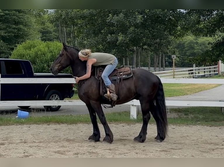 Percheron Mix Castrone 10 Anni 165 cm Morello in Rochester, MA