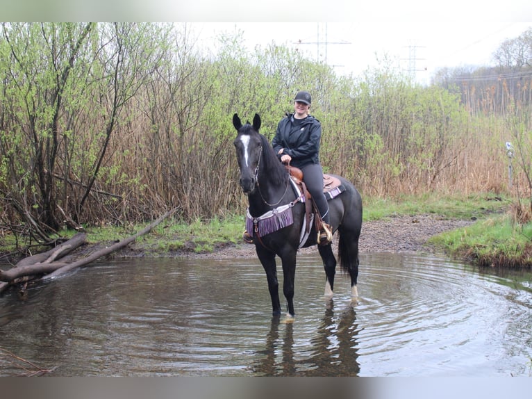 Percheron Castrone 10 Anni 168 cm Baio ciliegia in Highland MI