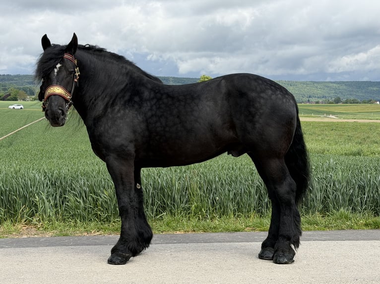 Percheron Castrone 10 Anni 174 cm Morello in Riedlingen