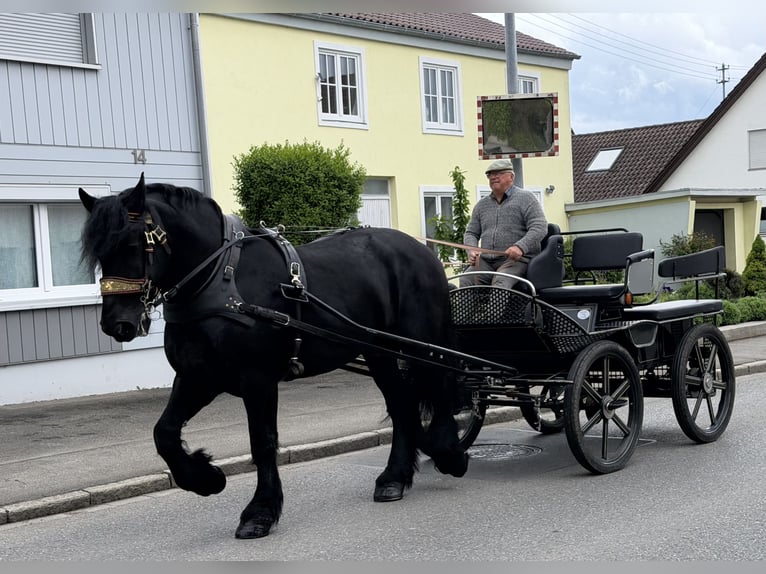 Percheron Castrone 10 Anni 174 cm Morello in Riedlingen