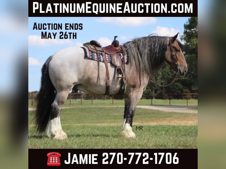 Percheron Castrone 10 Anni 175 cm Baio roano in Auburn KY