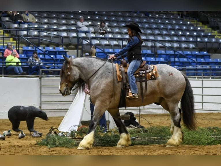 Percheron Castrone 10 Anni 175 cm Baio roano in Auburn KY