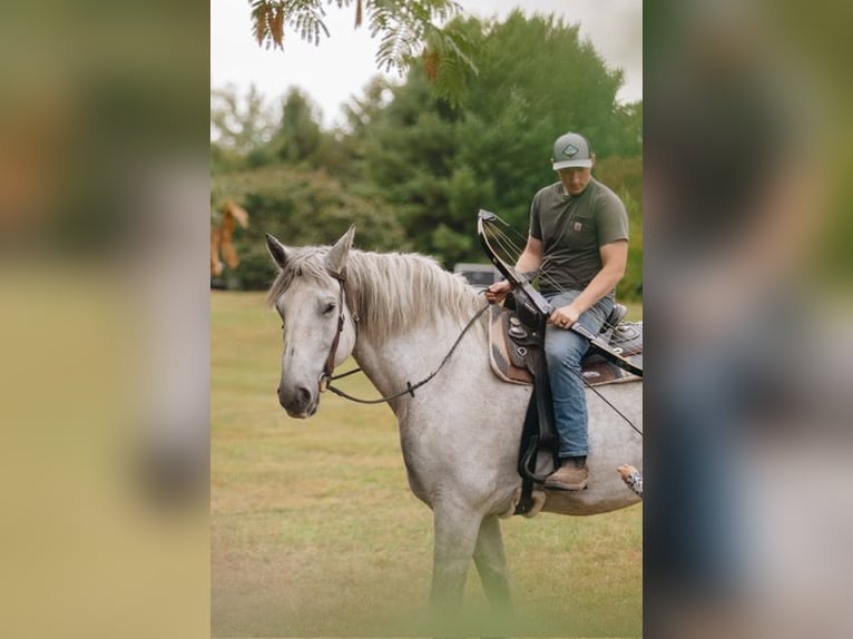 Percheron Castrone 10 Anni 175 cm Grigio pezzato in Pottstown, PA