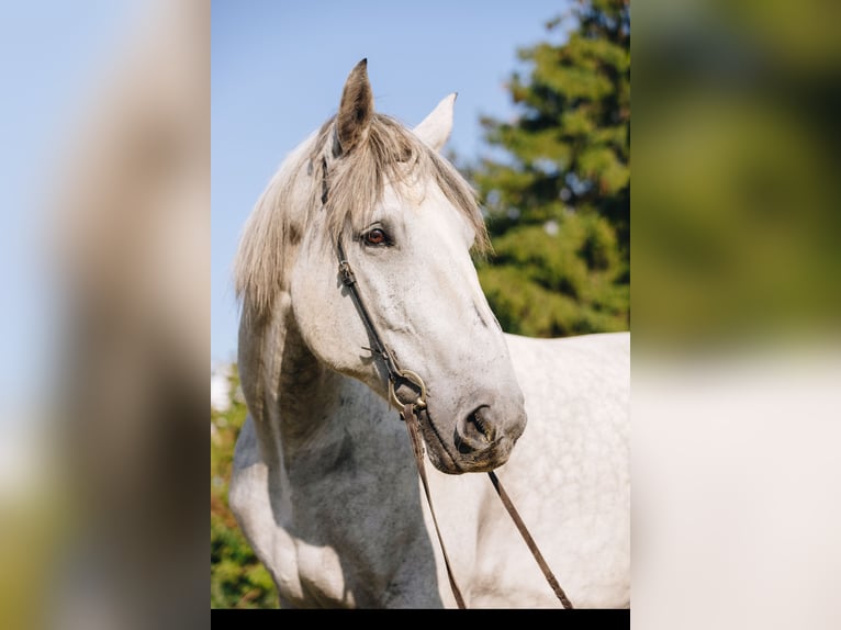 Percheron Castrone 10 Anni 175 cm Grigio pezzato in Pottstown, PA