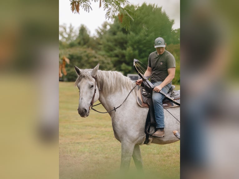 Percheron Castrone 10 Anni 175 cm Grigio pezzato in Pottstown, PA