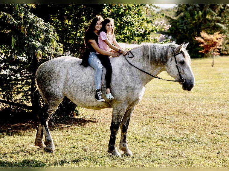 Percheron Castrone 10 Anni 175 cm Grigio pezzato in Pottstown, PA